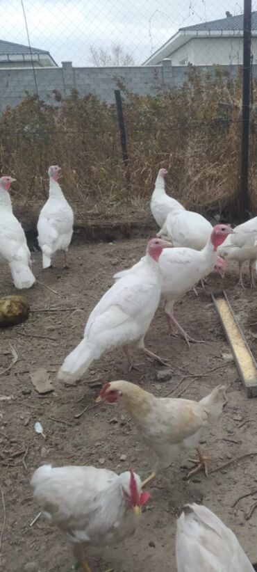 Hinduşkalar: Salam alekum bu hidusqa satandab 5 hidusqa zakaz etmisik pulu atmisiq — 10