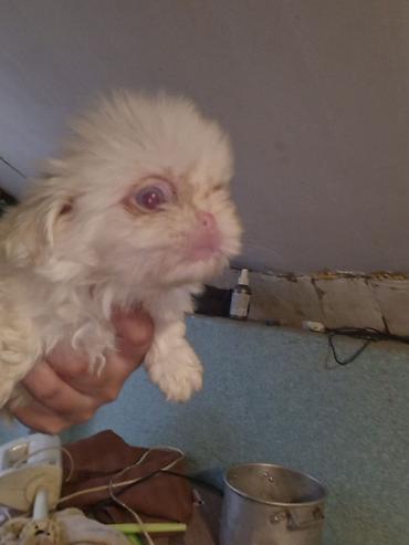 xaski satisi: Albinos pekines — 1