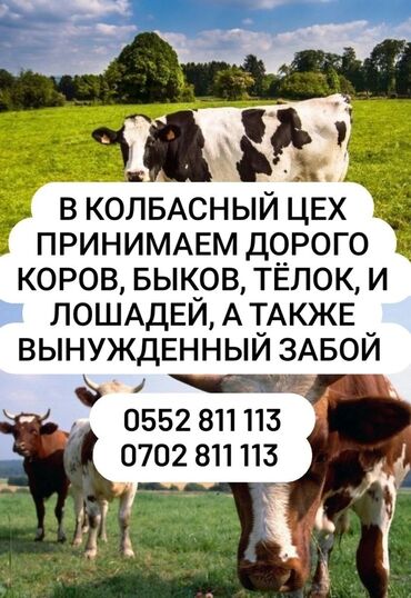 монбельярдская порода коров купить: Куплю | Коровы, быки, Лошади, кони | Круглосуточно, Любое состояние, Забитый