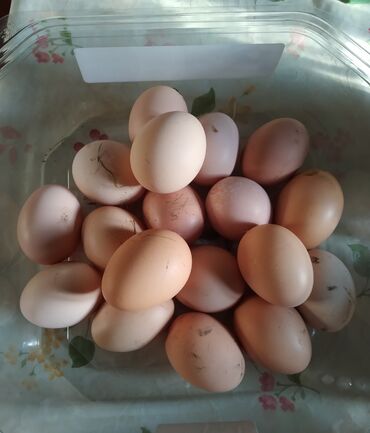 купить кур несушек бишкек: Продаю яйца домашние, в небольшом количестве.Держим кур для себя