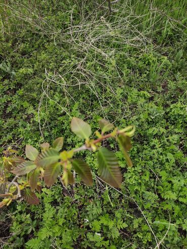 Torpaq sahələrinin satışı: 25 sot, Tikinti, Mülkiyyətçi, Kupça (Çıxarış) -da lalafo.az — 7 Torpaq sahələrinin satışı: 25 sot, Tikinti, Mülkiyyətçi, Kupça (Çıxarış) — 7