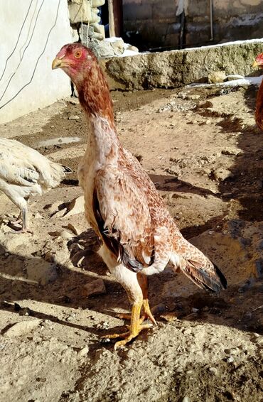 Xoruzlar: Salam Heyratı beçə 80 Heyratı sarıfete Fotoşəkillər Samsung Galaxy A7 — 14