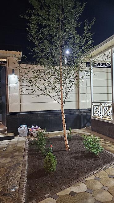 Берёза: Саженцы — 28