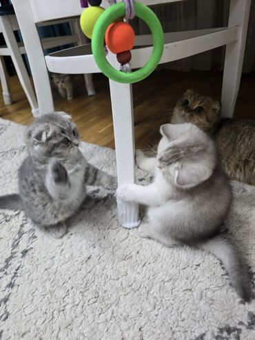 Pişiklər: Şotland, Ünvandan götürmə -da lalafo.az — 12 Pişiklər: Şotland, Ünvandan götürmə — 12