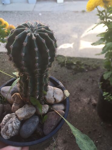 Kaktus: Kaktusi vise vrsta — 9