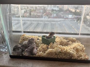 akvarium az: QİYMƏT NƏ VERƏRSİZ VERƏRSİZ - köçürəm deyə satıram 0554062636 WhatsApp — 4