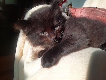 Продажа кошек: 🎁 Полностью домашние, к лотку и миске приучены (ну, почти — они — 18