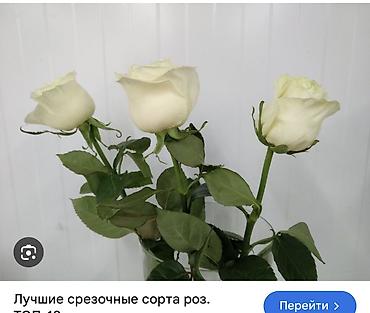 Роза: Саженцы — 36