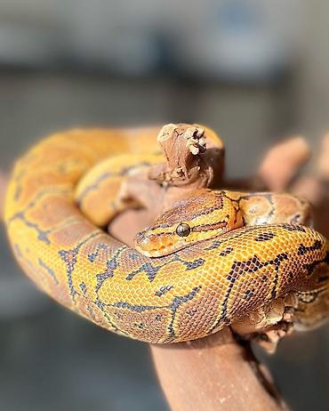 Digər heyvanlar: 🇦🇿 Satışda kral pitonu balaları var 🐍 Kral pitonu çox böyük ölçülərə — 3