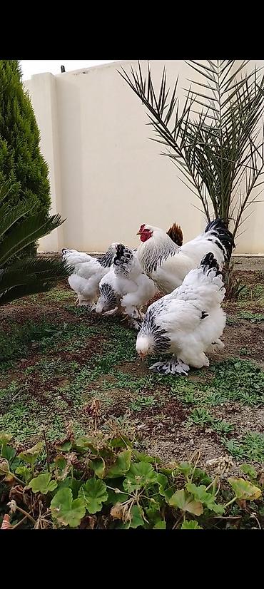 Toyuqlar: Toyuq, Brama, Damazlıq — 2