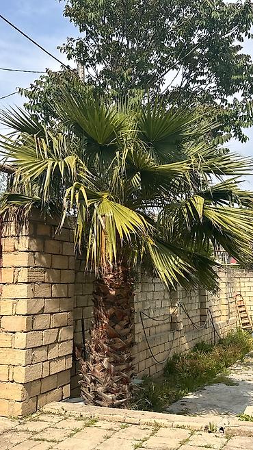 Деревья: Mexikan fan xurması – Washingtonia robusta (dekorativ palma) - Növ — 3