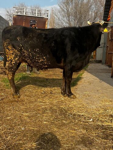 Коровы, быки: Продаю | Корова (самка) | Для молока | Привязанные — 12