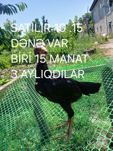 deve quşu: Türk cinsi 15.16 dənə var 3 aylıq biri 15 manat 10.15 dənə də 2 ay