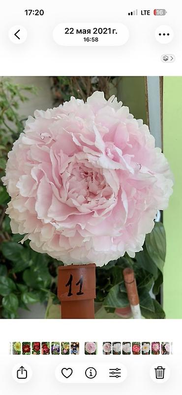 Пионы садовые — сортовая коллекция - Сара Бернар (Paeonia