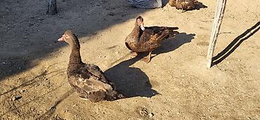Ördəklər: Erkək, | Lal ördək, Damazlıq, Ünvandan götürmə — 2