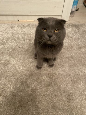 где можно купить шотландского вислоухого котенка: Шотландский вислоухий кот, окрас сплошной голубой (серый). Плотная
