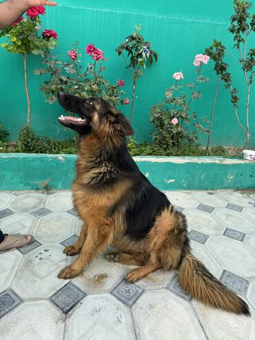 İtlər: Alman çoban iti, 1 il, Dişi, Peyvəndli — 10