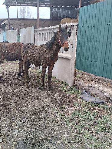 Лошади, кони: Продаю | Жеребенок | Полукровка | Рабочий | Племенные — 8