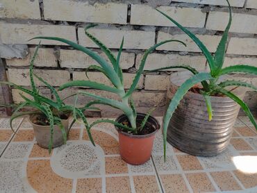 Çöl bitkiləri: Aloe vera otaq bitkiləri - Dekorativ və faydalı sukulentdir