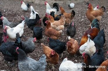 Куры, петухи: Продаю | Петух, Цыплята, Куры | Брама, Домашняя | На забой, Для разведения, Несушки — 7