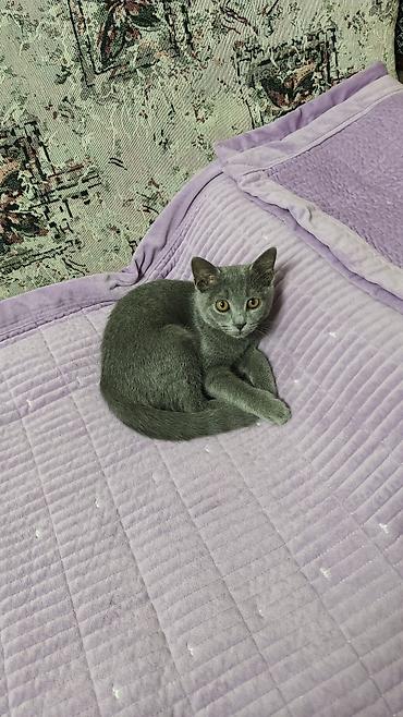 кошка шотланская: Шотландский прямоухий котёнок, окрас (серый). Плюшевая густая шерсть — 4