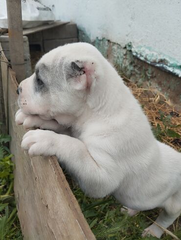 чао чао собака: Продается щенок породы Алабая