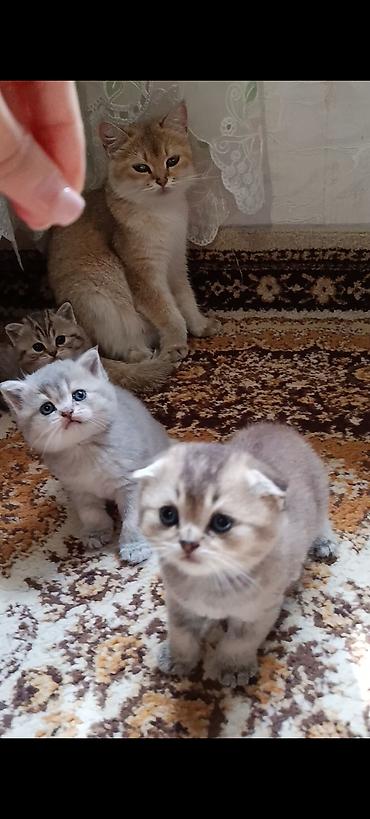 Pişiklər: Şinşilla — 9