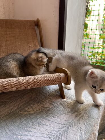 кошка с разными глазами: Скотиш Фолд (Шотландская вислоухая), 2 месяца, Мальчик, Приучена к лотку, Проглистована, С прививками