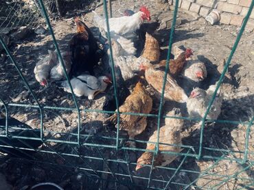 сколько стоит кролик домашний: Продаю | Куры | Домашняя | Для разведения