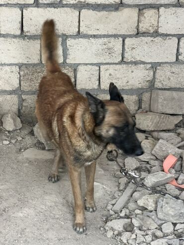 İtlər: Belçika çoban iti, 2 il, Erkek, Peyvəndli — 5