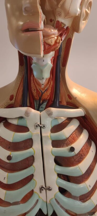 Ostali medicinski proizvodi: Torzo coveka sa otvorenim vratom i ledjima od 18 delova, kao novo — 5