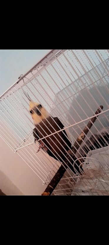 Tutuquşları: 9 aylıq sağlam korella təcili satılır 9 ayliqdir erkekdir yem qabı si — 6