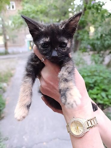 Кошка даром: Беспородная, 2 месяца, Девочка, Приучена к лотку at lalafo.kg Кошка даром: Беспородная, 2 месяца, Девочка, Приучена к лотку