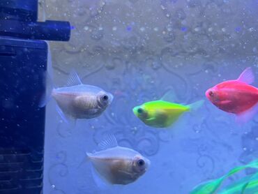 Balıqlar: Glofish, Sülhsevər — 5