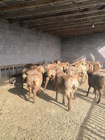 Баран, овца: Продаю | Ягненок | Арашан | Для разведения | Ярка at lalafo.kg — 10 Баран, овца: Продаю | Ягненок | Арашан | Для разведения | Ярка — 10