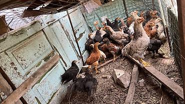 на племя: Продаю | Куры | Домашняя | На забой — 1