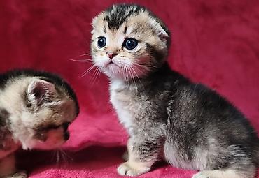 Продажа кошек: Скотиш Фолд (Шотландская вислоухая), 2 месяца, Девочка at lalafo.kg — 5 Продажа кошек: Скотиш Фолд (Шотландская вислоухая), 2 месяца, Девочка — 5