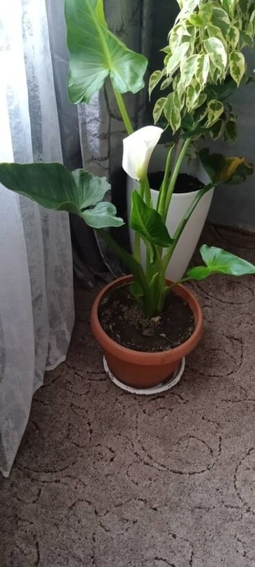 стеновые панели пандора: Комнатное растение Калла Гигант (Zantedeschia) в горшке. -1000 сом
