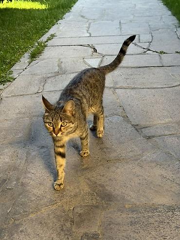 где купить котят: Домашние кошки-подростки, короткошёрстные, тигровые окрасы. Описание — 2