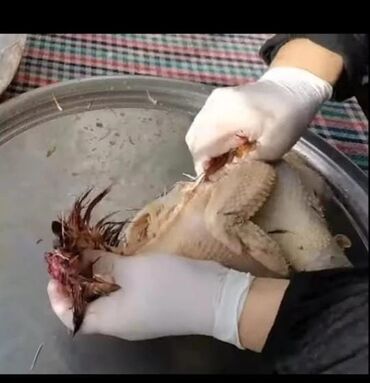 ferma iş bakı: Toyuq yolmağa işci lazımdı təcili. Kənd toyuqlarının əllə yolub