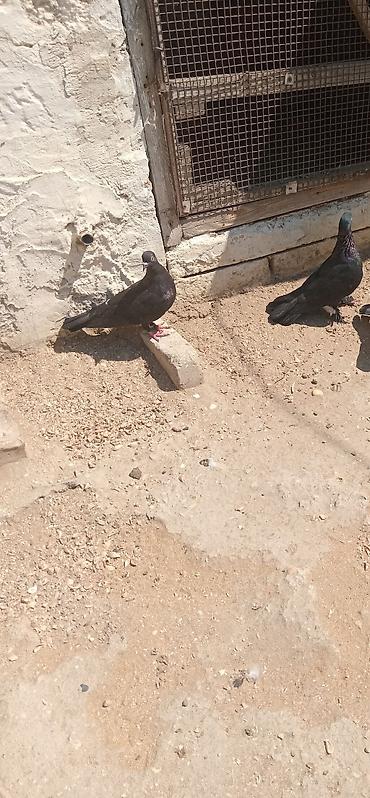 quşlar göyərçin: Salam bir cut qara satilir sabab qara saxlamiram — 3