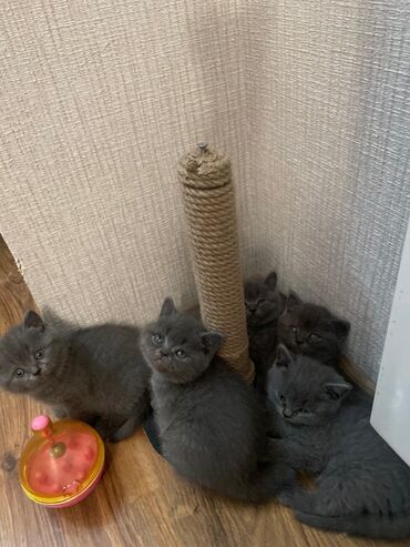 Pişiklər: Britan — 8