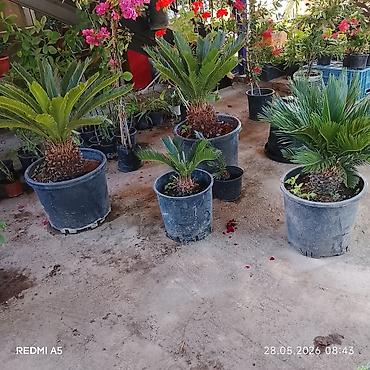 Digər bitkilər: 050 898'75'40 📲 050 590 41 46 🪴Hərnöv🪻güllerin🌴Ağaclərin Sifarişi🌲 — 14