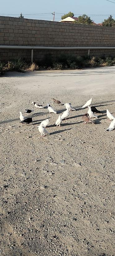 Heyvanlar: Quslar tergizmedi coxu tutulmadi 50 ye yaxindi quslar qaradagda — 4