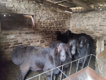 Баран, овца: Продаю | Баран (самец) | Арашан | Для разведения | Осеменитель — 9