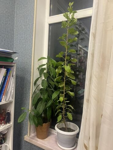 смородина сорт капитан: Birinci bitki-avacado ağacı 15 manata İkinci bitki-alma ağacı 10