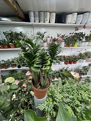 Замиокулькас (Zamioculcas zamiifolia), гибрид ‘Zenzi’/компактная lalafo.kg да Замиокулькас (Zamioculcas zamiifolia), гибрид ‘Zenzi’/компактная