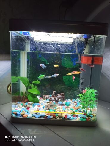 рыба мальки: Продаю аквариум 12 л с рыбками полный комплект