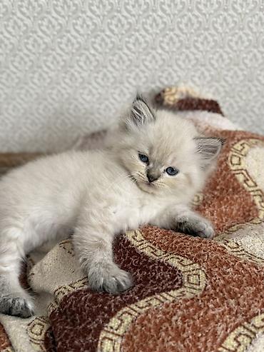 heyvan sikisi: Ragdoll cins balaca pişik – uzun tüklü, açıq krem rəngli, qulaqlar — 7