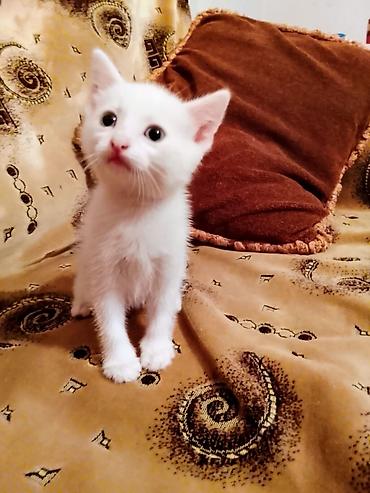 Кошки: В добрые руки — 1